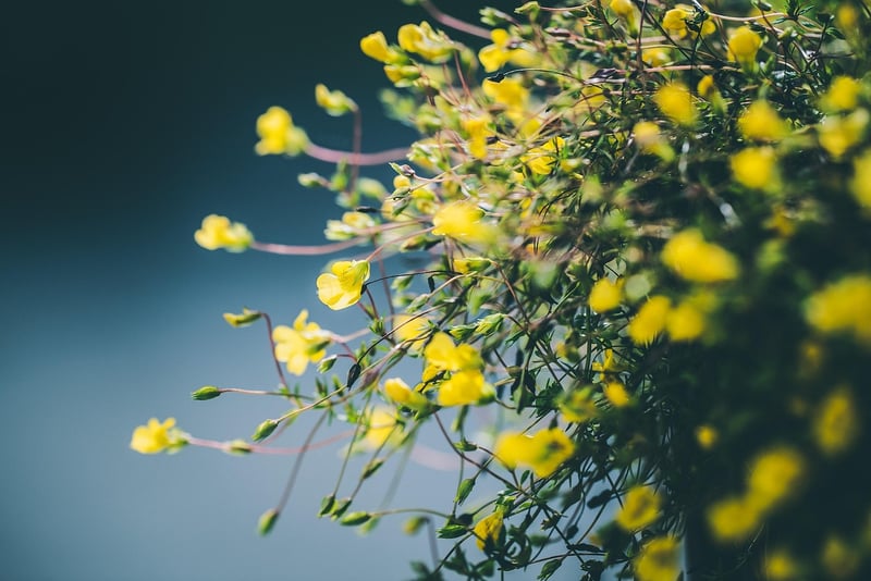 Enchanted Blooms